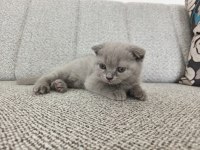 Erkek 50 Günlük Yavru Scottish Fold
