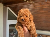 Toy Poodle Yavrum
