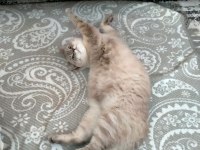 British shorthair damat arıyoruz