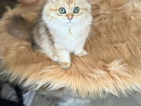 BRİTİSH LONGHAİR GOLDEN