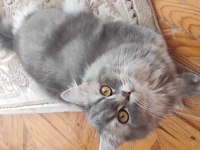 45 günlük british longhair yavrular
