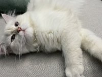 British pamuğuma güzel bir aile bakıyorum