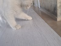 3 aylık yavru kedimiz