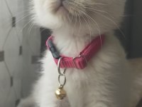 3 aylık scottish fold prensesim