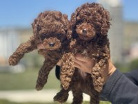 Ankarada ziyarete açık toy poodle yavrularımız