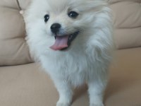 Pomeranian Boo yavrusu