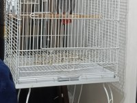 5 yas üst düzey konuşma ve tüy yapılı jako papağanı