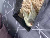 Yavru muhabbet kuşları ele alıştırmalık