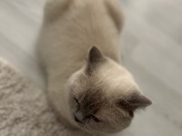 ÜCRETSİZ BLUE POİNT KEDİMİZ