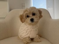 Maltipoo Kore Yavrular