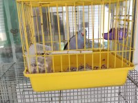 Çift forpus papağanlarımız