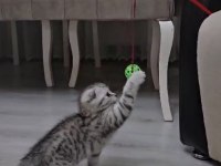 Scottish Fold Silver Tabby