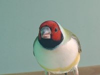 Goldun finch