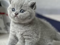 Topaç Kafa Gri British Shorthair