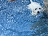 Maltese terrier Rus finosu kırması oğlumuza yuva
