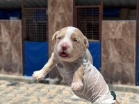 Sevimli Maltipoo yavrularımız sizi bekliyor