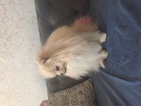 Yetişkin Bakımlı Aşılı Eğitimli Eşyalı Dişi Pomeranian