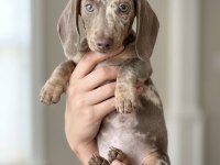 Göz Kamaştıran Güzellikte İsabel Merle Dachshund Yavru