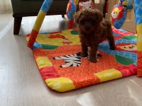 Toy poodle erkek dişi ev ortamında
