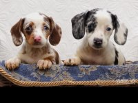 NADİR BULUNAN RENK VE KALİTEDE DACHSHUND YAVRULAR