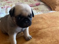 Yavru pug mops