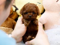 SAFKAN A KALİTE TOY POODLE BEBEKLERİM
