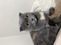 Scottish Fold Dişi 2 yaşında ÜCRETSİZ