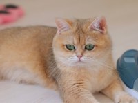 3.5 yaşında british shorthair kedisi