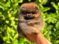 POMERANİAN BEBEK SURATIMIZ YENİ YUVASINI ARIYOR