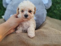 F1 SÜPER KALİTE MALTİPOO DİŞİ