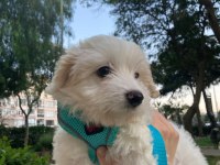 Maltipoo dişi 3 aylık