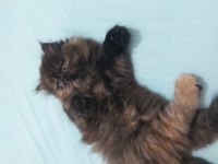 İran persian