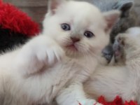 Böyle british shorthair güzellik görülmedi