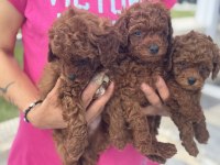 Ankaranın en elit toy poodle yavruları garantili