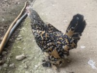 Sabelpoot anaç tavuklar