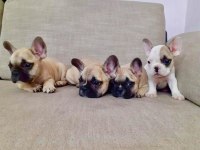 FRENCH BULLDOG YAVRULARI