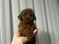Toy poodle cinsi güzellikler