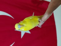 Ele alıştırmalık yavru muhabbet kuşu