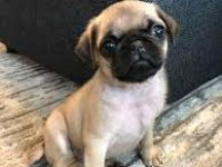 A KALİTE PUG MOPS YAVRULAR