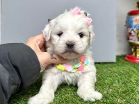 Maltese Terrier Yavrularımız Dişi Ve Erkek