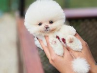 Teddy Bear Pomeranian Boo