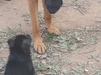 alman çoban köpeği yavruları