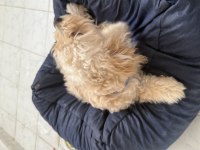 Köpeğimizin bütün bakımları aşıları yapılmıştır