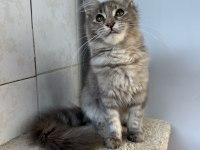 Renk Güzeli Maine Coon