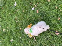 5 Aylık Dişi Maltipoo