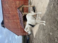 Safkan 2 Aylık Akbaş Yavruları