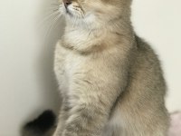 Şecereli dişi british shorthair