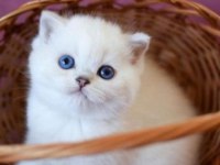 British shorthair erkek kedimiz