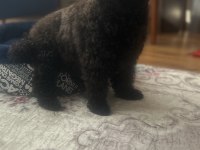 2.5 yaşında dişi poodle