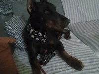 1 buçuk yaşında dişi doberman şecereli